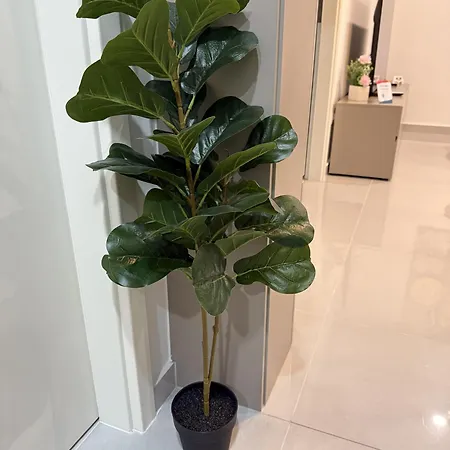 Via Lux Apartman Pécs